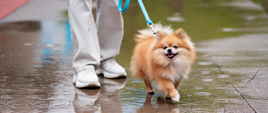 Waterproof Walk Set